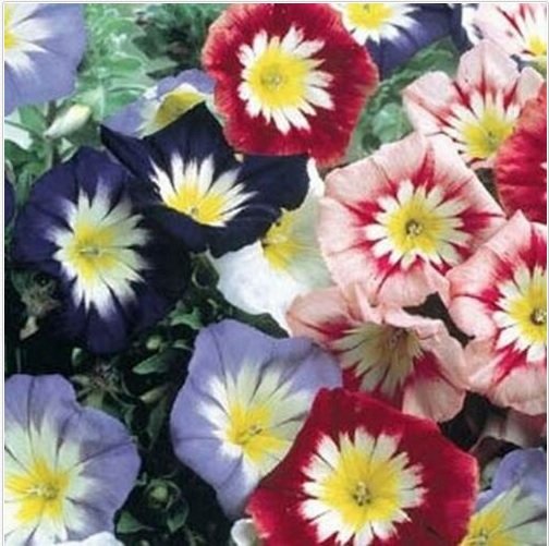 Neysastore Morning Glory Ensign Mix (Convolvulus Tricolor Minor)- 50 seeds