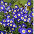 Neysastore Morning Glory Ensign -Blue (Convolvulus Tricolor Minor)- 50 seeds