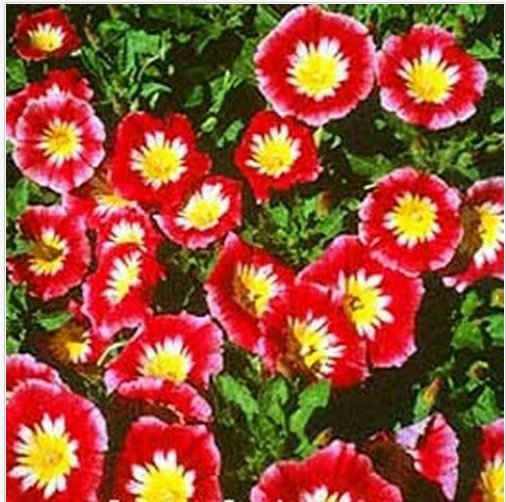 Morning Glory Ensign -Red (Convolvulus Tricolor Minor)- 50 seeds
