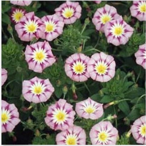 Neysastore Morning Glory Ensign -Rose (Convolvulus Tricolor Minor)- 50 seeds