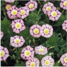 Neysastore Morning Glory Ensign -Rose (Convolvulus Tricolor Minor)- 50 seeds