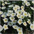 Neysastore Morning Glory Ensign - White- (Convolvulus Tricolor Minor)- 50 seed