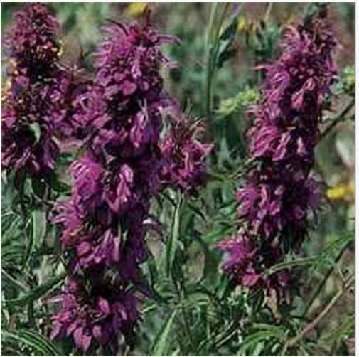 Neysastore Monarda Didyma Citrioda- Lemon Bee Balm- 100 Seeds