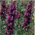 Neysastore Monarda Didyma Citrioda- Lemon Bee Balm- 100 Seeds