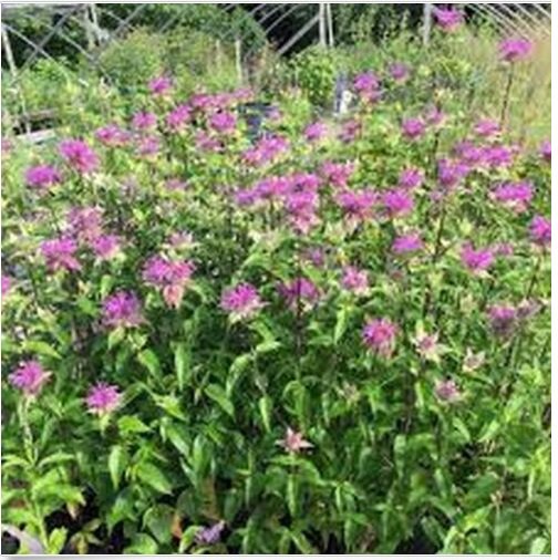 Neysastore Monarda Fistulosa- Mint Bee Balm-50 Seeds