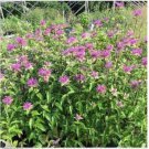 Neysastore Monarda Fistulosa- Mint Bee Balm-50 Seeds