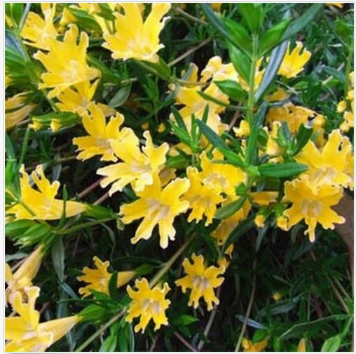 Neysastore Mimulus Hybridus F2 Twinkle Yellow- 100 seeds