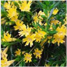 Neysastore Mimulus Hybridus F2 Twinkle Yellow- 100 seeds