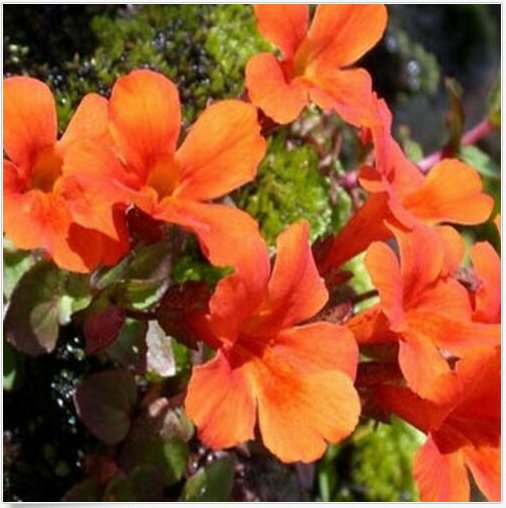 Neysastore Mimulus Hybridus F2 Twinkle Orange- 100 seeds