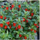 Neysastore Mimulus Hybridus F2 Twinkle Red- 100 seeds