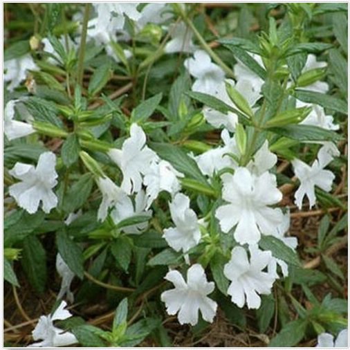 Neysastore Mimulus Hybridus F2 Twinkle White- 100 seeds