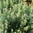 Neysastore Mignonette Machet (Reseda Odorata)- 100 seeds