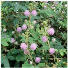 Neysastore Mimosa Pudica-Sensitive Plant- 50 seeds