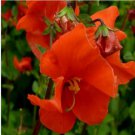 Neysastore Mask Flower (Alonsoa Warscewiczii Scarlet)- 100 seeds