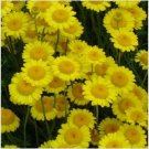 Neysastore Marguerite Daisy Yellow (Anthemis Tinctoria Kelwayi)-100 seeds