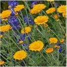 Neysastore Marguerite Daisy Orange (Anthemis Sancti-Johannis) -100 seeds