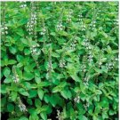 Neysastore Marjoram (Majorana Hortensis)- 100 seeds
