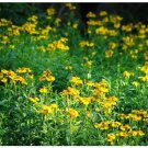 Neysastore Mexican Mint (Tagetes Lucida)- 50 seeds