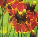Neysastore Mexican Hat-Ratibida Columnifera- 200 seeds