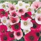 Neysastore Malope Trifida Mix- 50 Seeds