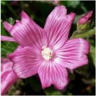 Neysastore Mallow- False- Sidalcea Malviflora- 50 seeds