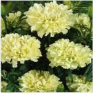 Neysastore Marigold (Tagetes Erecta Nana) Kilimanjaro White- 25 seeds