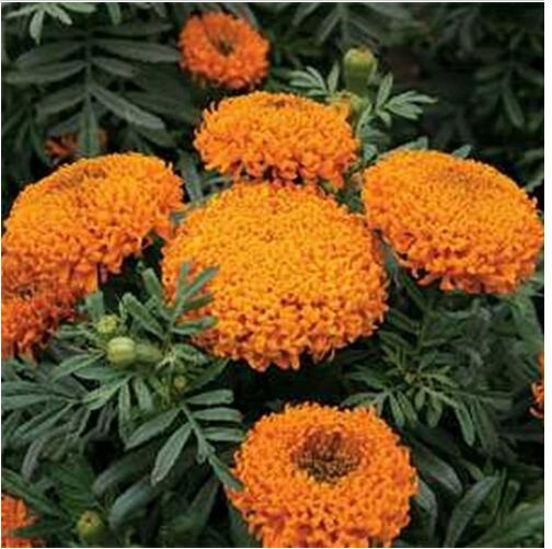 Neysastore Marigold (Tagetes Erecta Tall) Sierra Orange- 50 seeds