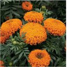 Neysastore Marigold (Tagetes Erecta Tall) Sierra Orange- 50 seeds