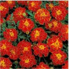 Neysastore Marigold (Tagetes Patula Nana Double Brocade Red)- 50 Seeds