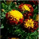 Neysastore Marigold (Tagetes Patula Nana Champion Harmony)- 25 Seeds