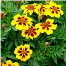 Neysastore Marigold (Tagetes Patula Nana Single Dainty Marietta)- 25 Seeds
