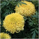 Neysastore Marigold (Tagetes Erecta Tall Sierra Yellow)- 50 Seeds