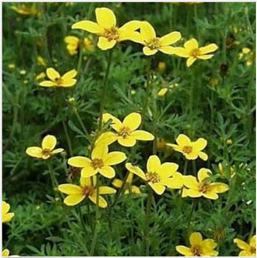 Neysastore Marigold - Bur (Bidens Aurea)- 50 Seeds
