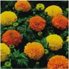 Neysastore Marigold- Cracker Jack Mix- 100 Seeds