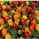 Neysastore Marigold- Petite French Sparky- 100 Seeds