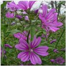 Neysastore Malva Sylvestris Mauritiana (Hollyhock)- 25 Seeds