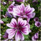 Neysastore Malva Sylvestris Zebrina- (Hollyhock)- 25 Seeds