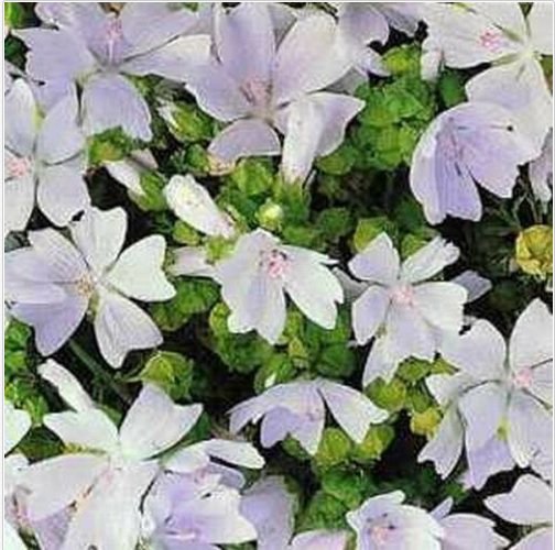 Neysastore Malva Moschata White- (Hollyhock)- 50 Seeds