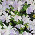 Neysastore Malva Moschata White- (Hollyhock)- 50 Seeds