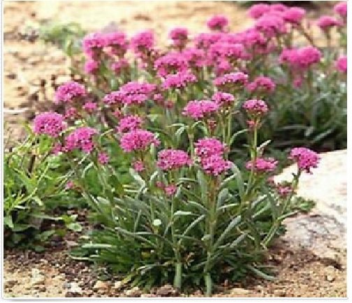 Neysastore Lychnis- Alpina- 50 Seeds