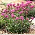 Neysastore Lychnis- Alpina- 50 Seeds