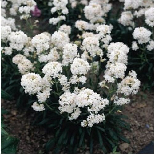 Neysastore Lychnis Viscaria Splendens Snowstar- 400 Seeds