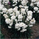 Neysastore Lychnis Viscaria Splendens Snowstar- 400 Seeds