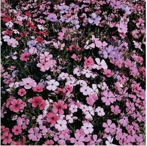 Neysastore Lychnis Viscaria Splendens Rosett- 400 Seeds