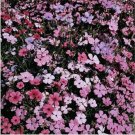 Neysastore Lychnis Viscaria Splendens Rosett- 400 Seeds