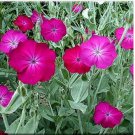 Neysastore Lychnis Coronaria- 100 Seeds
