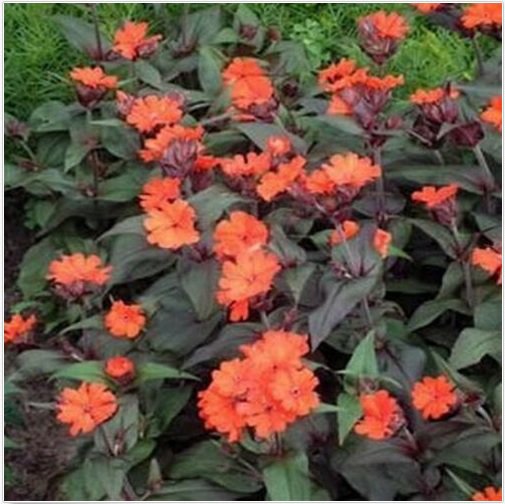 Neysastore Lychnis Arkwrightii Vesuvius- 50 Seeds
