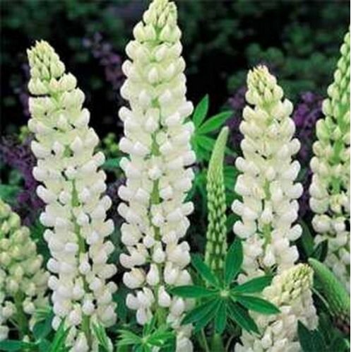 Neysastore Lupine (Lupinus Polyphyllus Noble Maiden) -25 Seeds