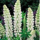 Neysastore Lupine (Lupinus Polyphyllus Noble Maiden) -25 Seeds