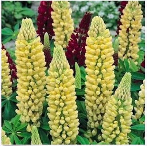 Neysastore Lupine (Lupinus Polyphyllus Chandelier) -25 Seeds